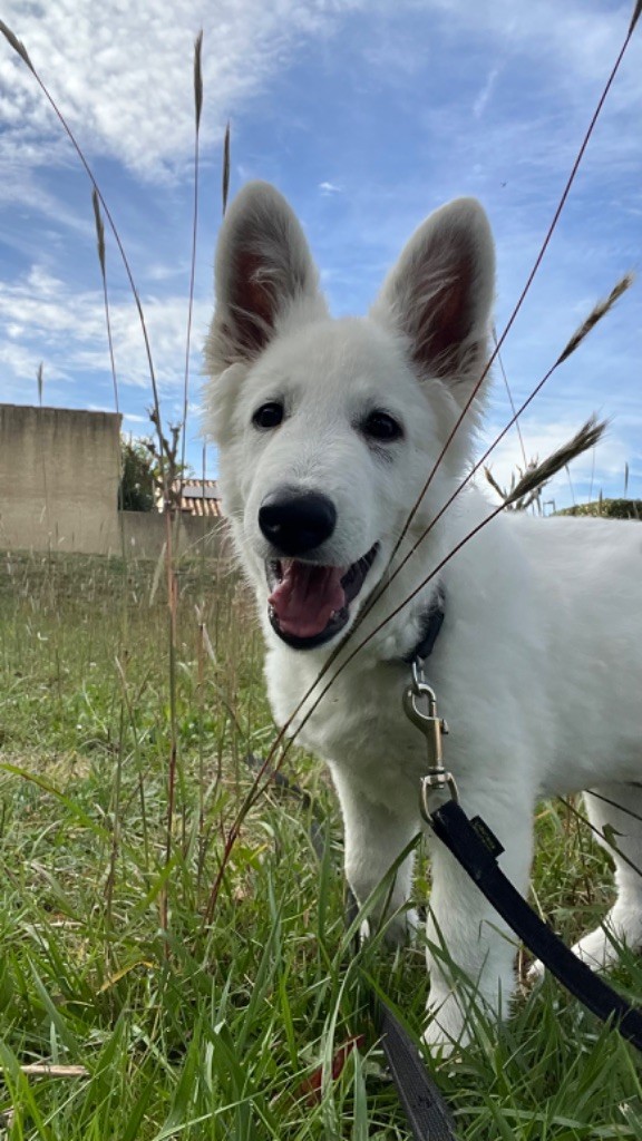 Les Ptits Loups Du Pic - Chiots disponibles - Berger Blanc Suisse