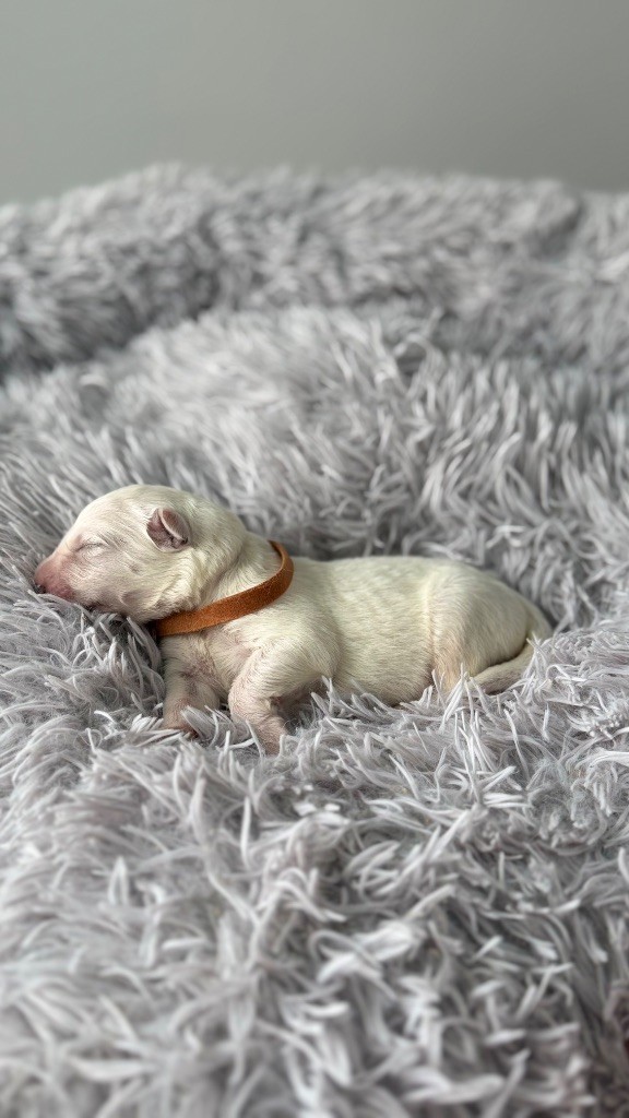 Les Ptits Loups Du Pic - Chiots disponibles - Berger Blanc Suisse