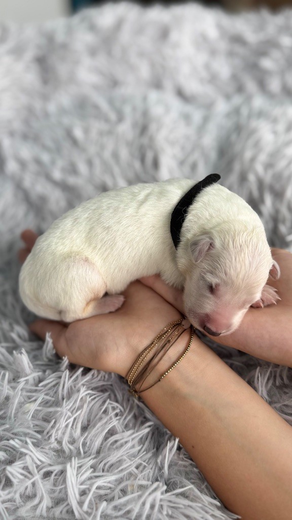 Les Ptits Loups Du Pic - Chiots disponibles - Berger Blanc Suisse