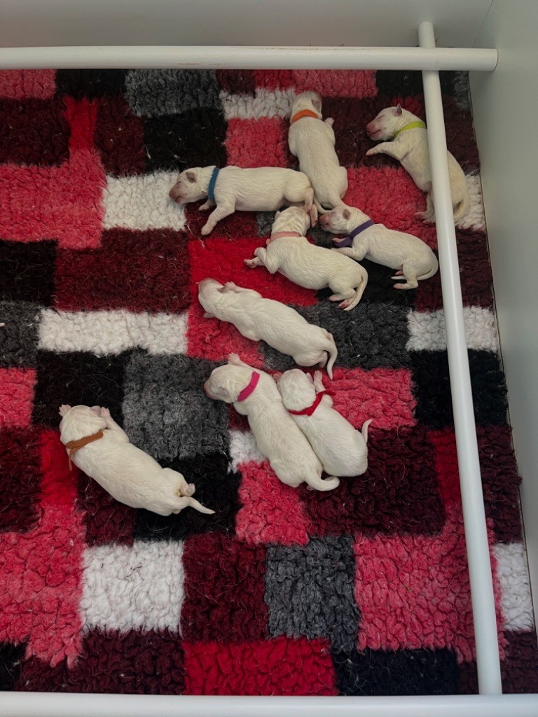 Les Ptits Loups Du Pic - Berger Blanc Suisse - Portée née le 15/07/2025