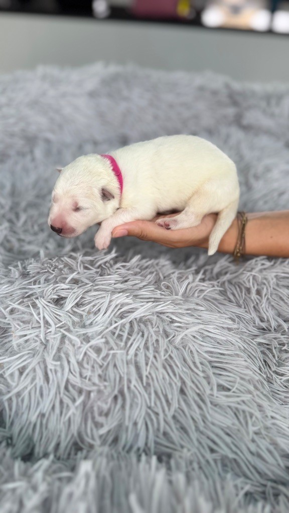 Les Ptits Loups Du Pic - Chiots disponibles - Berger Blanc Suisse