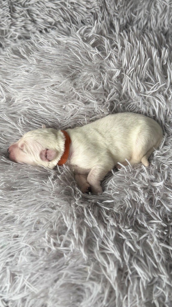 Les Ptits Loups Du Pic - Chiots disponibles - Berger Blanc Suisse