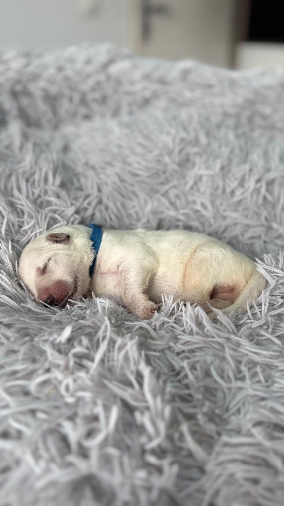 Les Ptits Loups Du Pic - Chiots disponibles - Berger Blanc Suisse