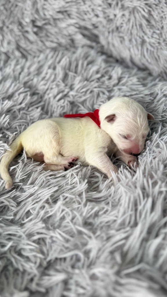 Les Ptits Loups Du Pic - Chiots disponibles - Berger Blanc Suisse