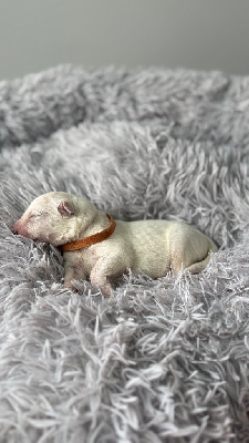 CHIOT MARRON