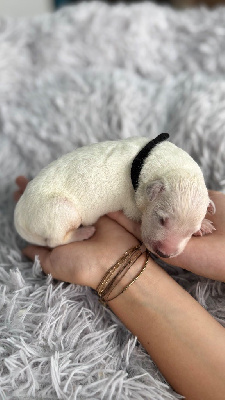 CHIOT NOIR