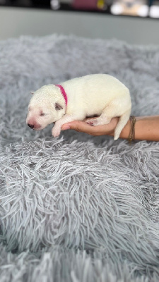 CHIOT FUSHIA