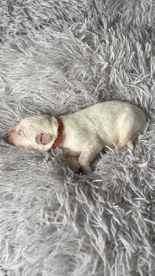 CHIOT ORANGE