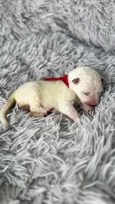 CHIOT ROUGE