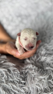 CHIOT ROSE