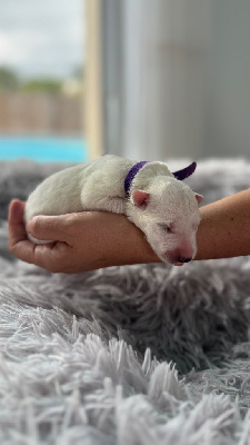 CHIOT VIOLETTE