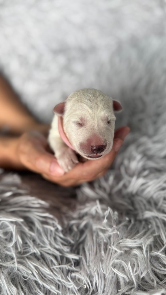 Les Ptits Loups Du Pic - Chiots disponibles - Berger Blanc Suisse