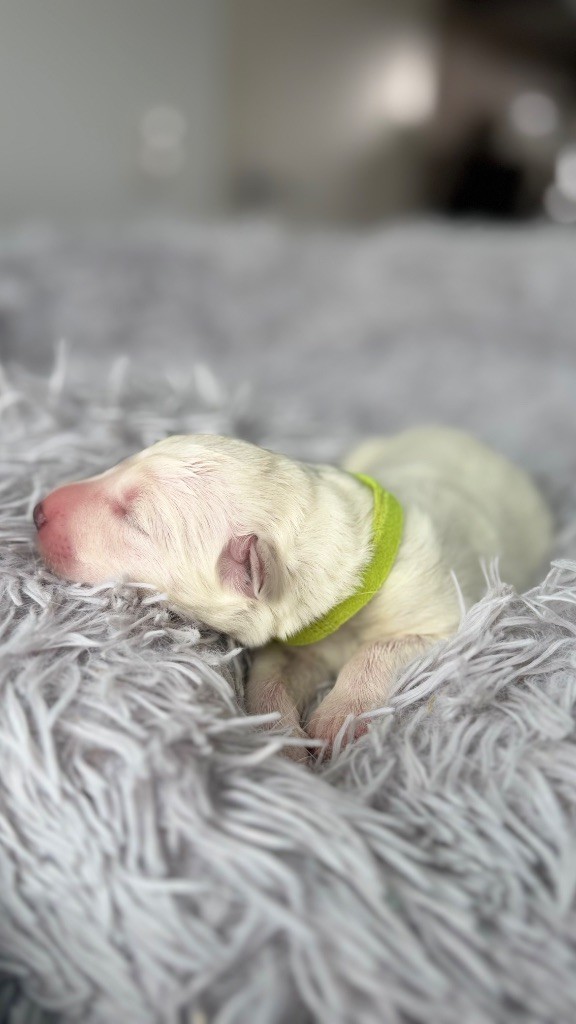 Les Ptits Loups Du Pic - Chiots disponibles - Berger Blanc Suisse